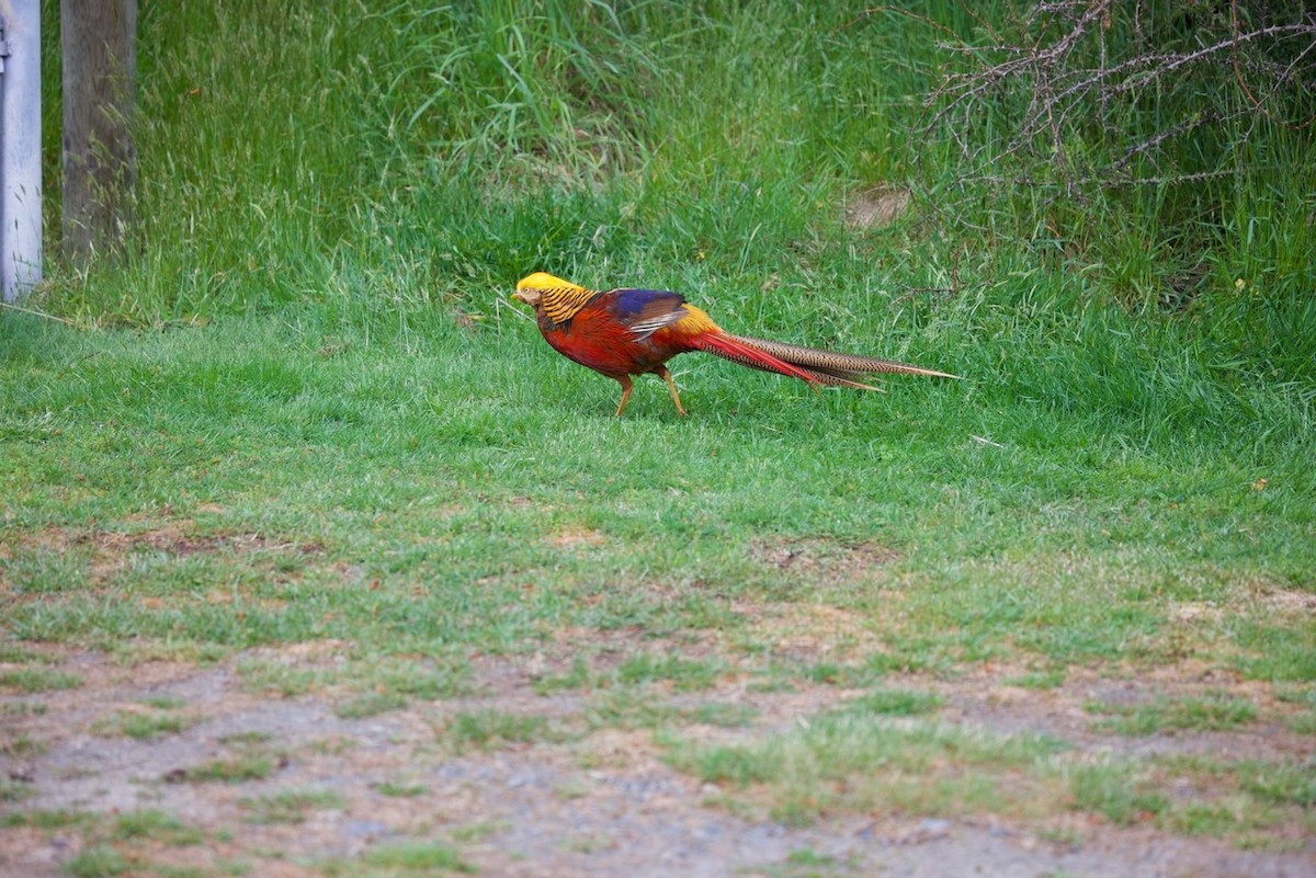 Фазан золотий - ML647861154