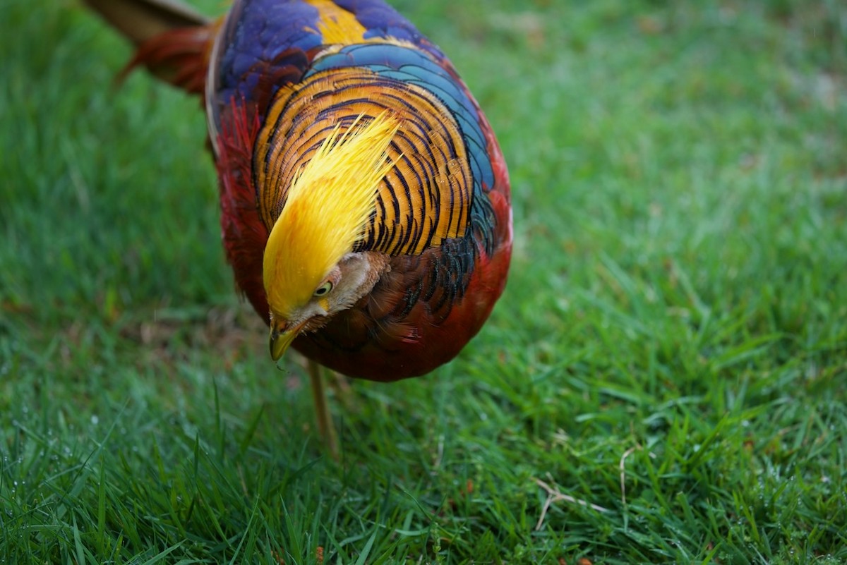 Фазан золотий - ML647861155