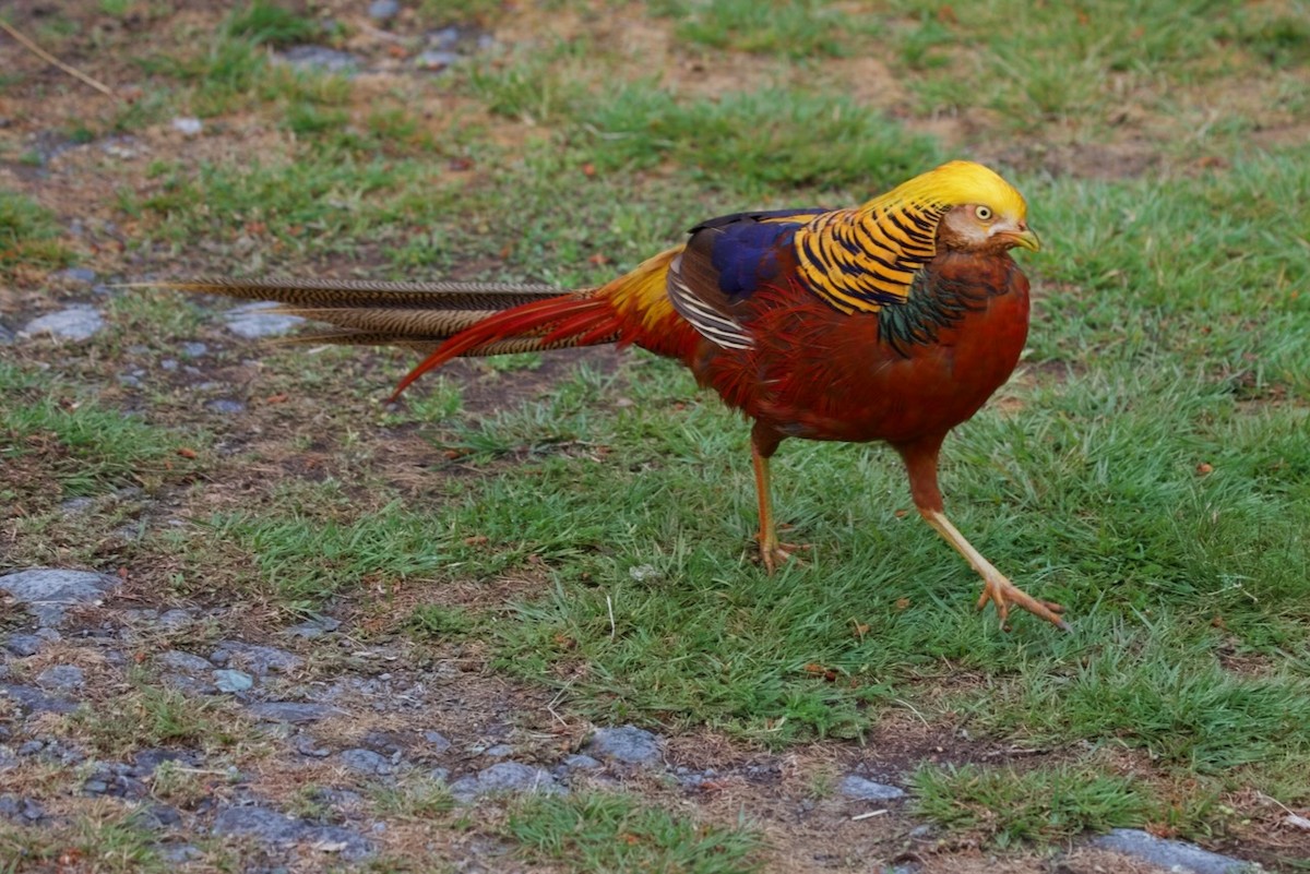 Фазан золотий - ML647861156