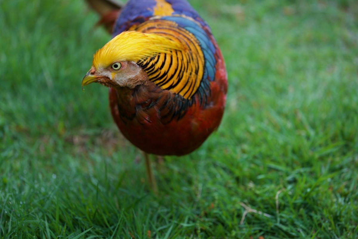 Фазан золотий - ML647861157