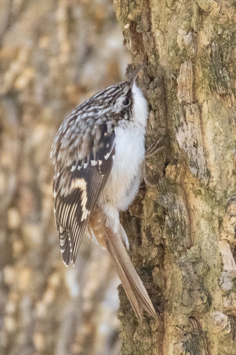 Amerikabaumläufer - ML647861163