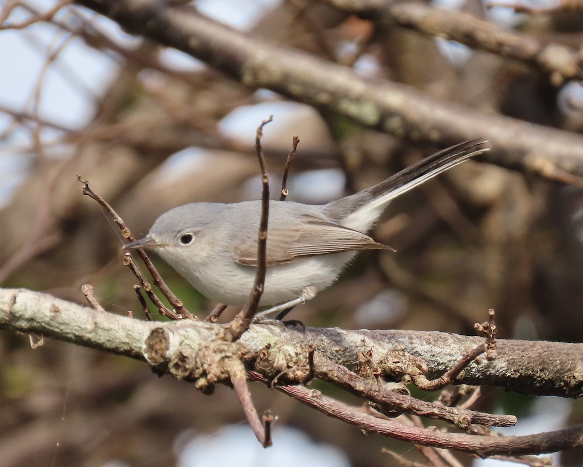 ブユムシクイ - ML647861199