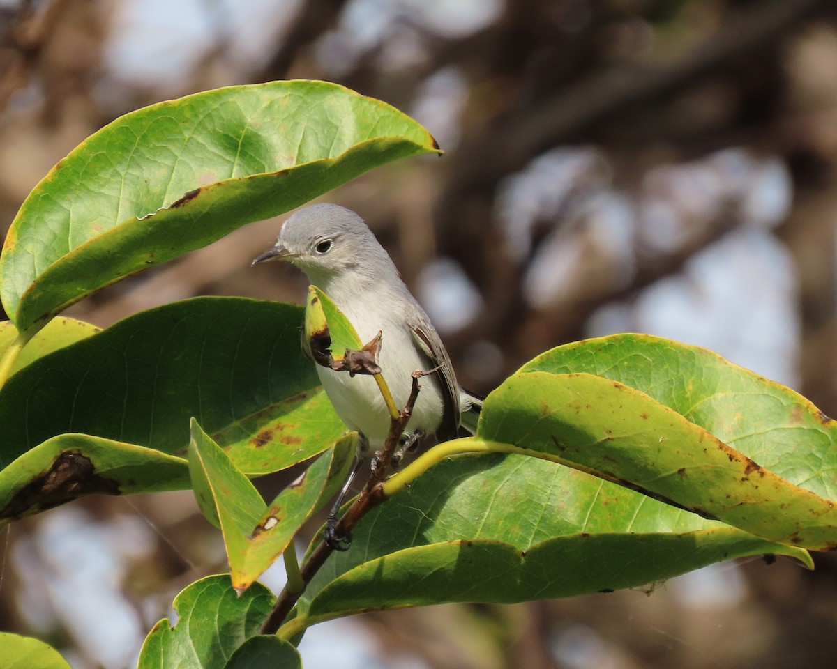 ブユムシクイ - ML647861200