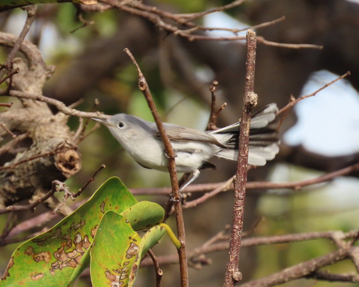 ブユムシクイ - ML647861201