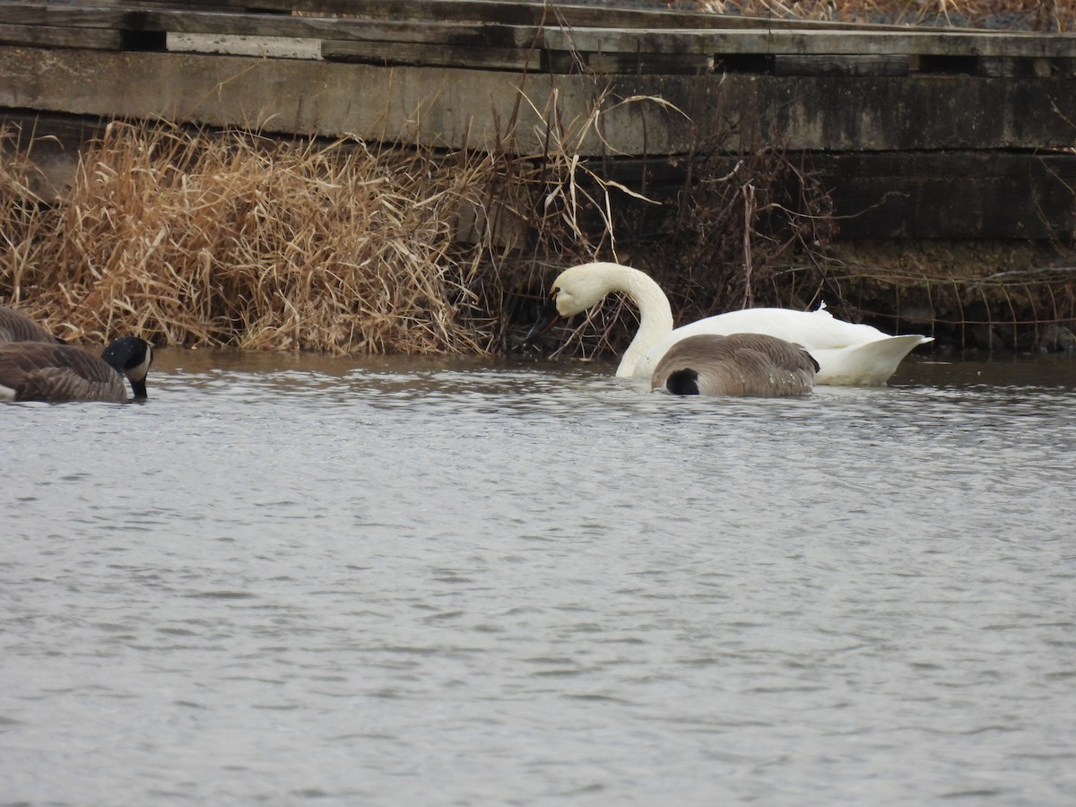 ナキハクチョウ - ML647861202