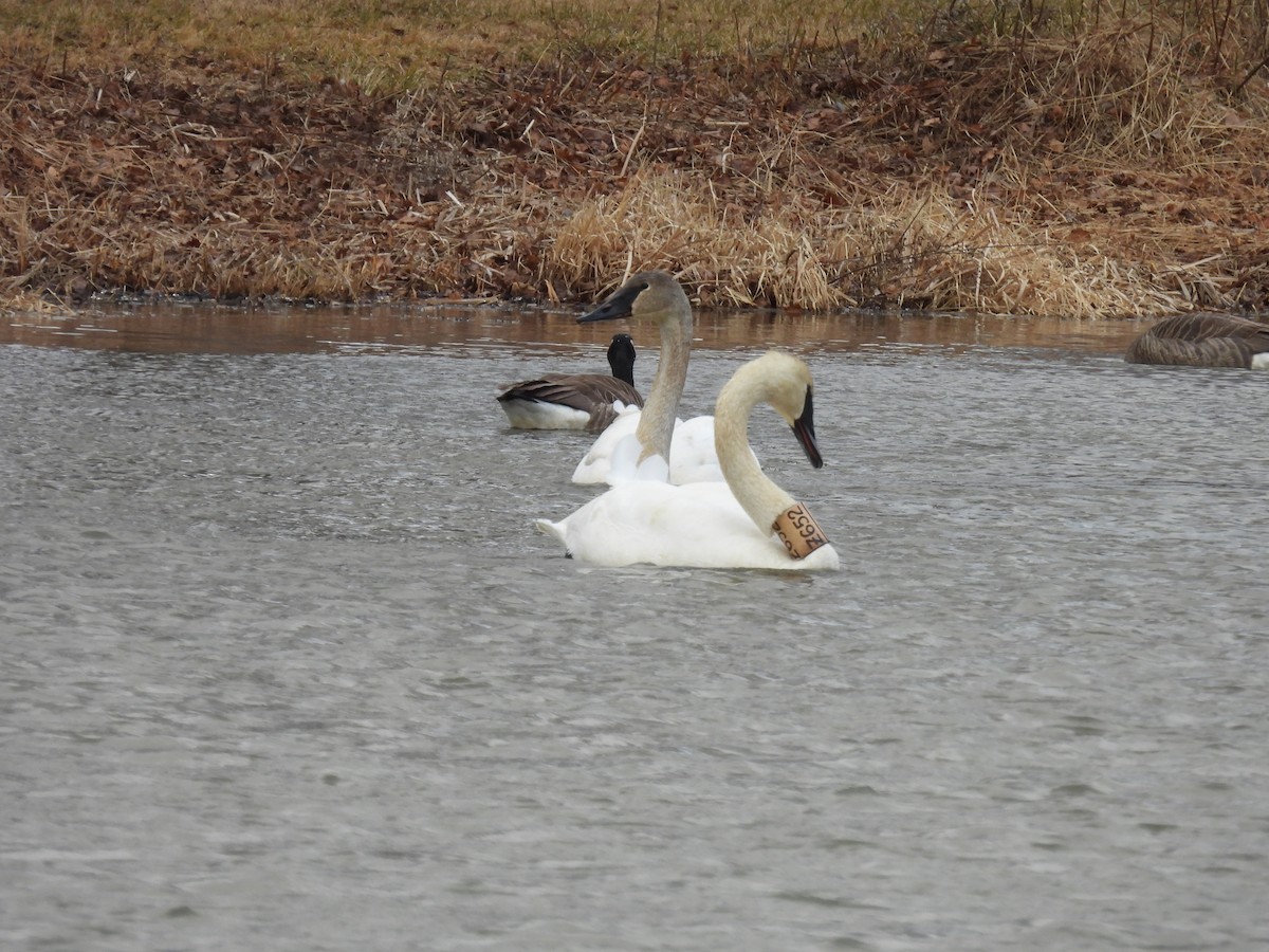 ナキハクチョウ - ML647861203