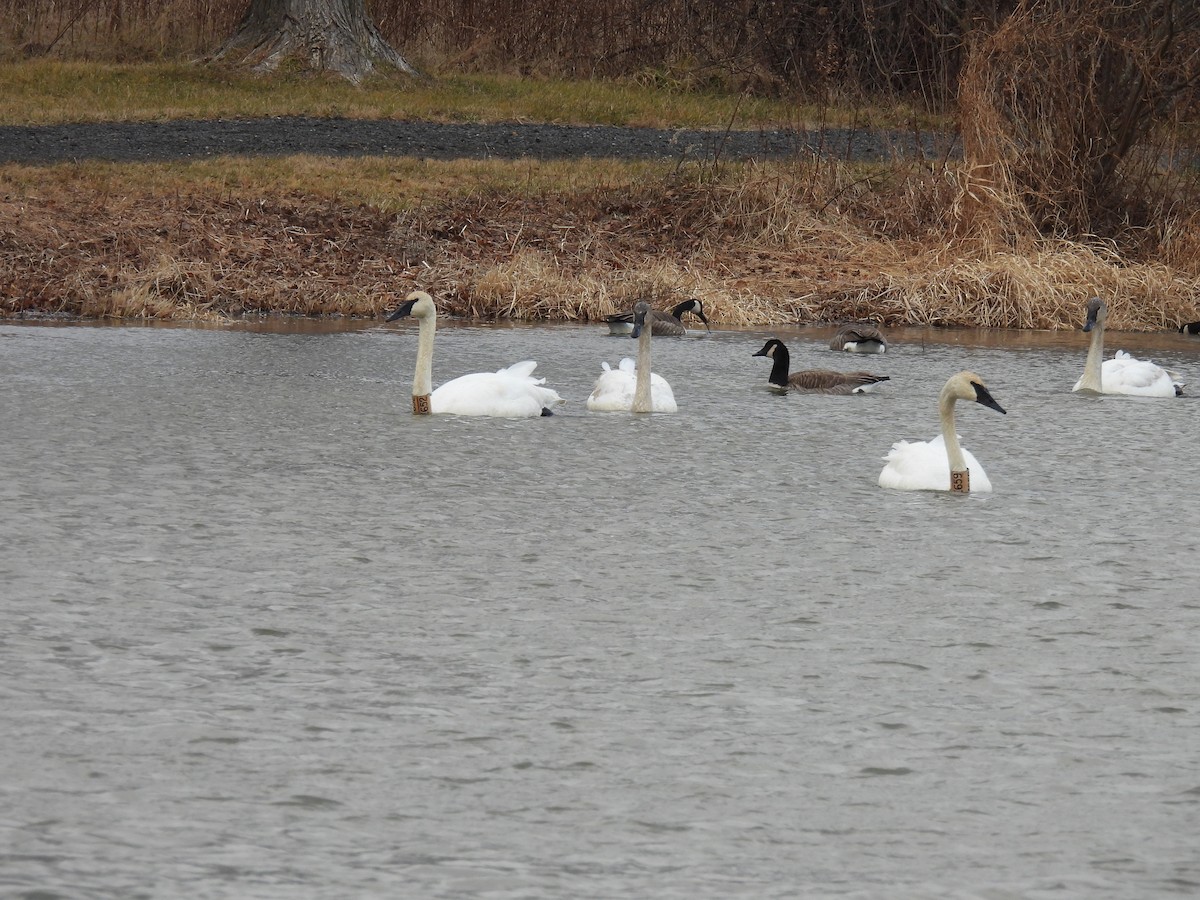 ナキハクチョウ - ML647861204