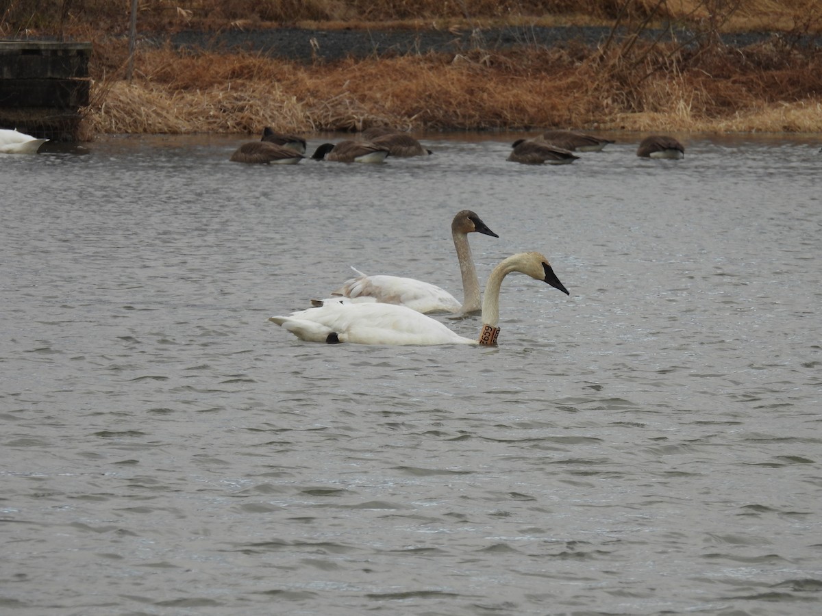 ナキハクチョウ - ML647861205