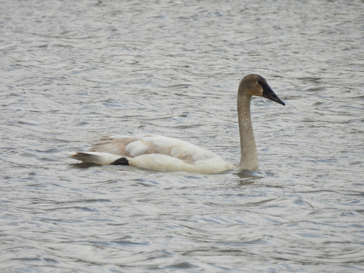 ナキハクチョウ - ML647861206