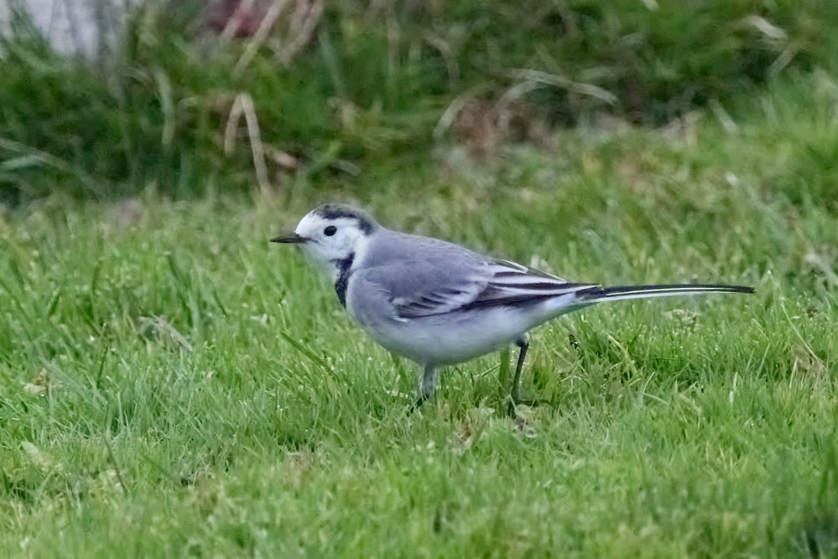 Bergeronnette grise - ML647861217