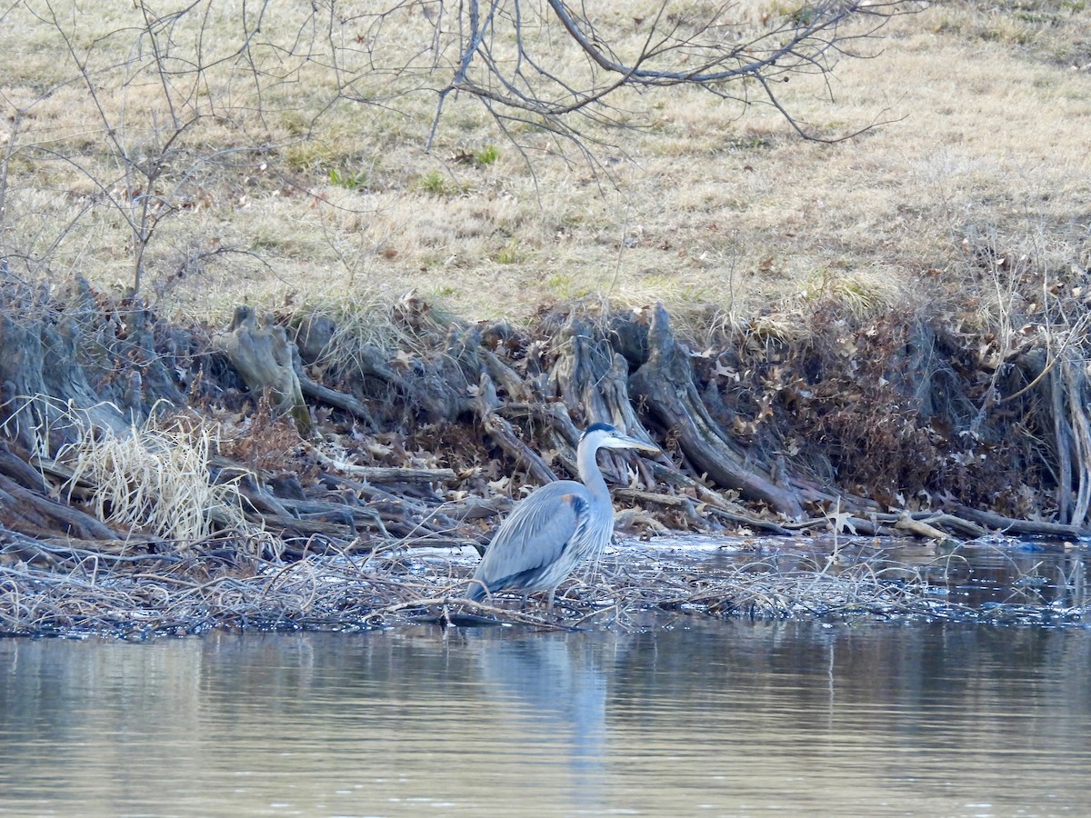 Great Blue Heron - ML647861218