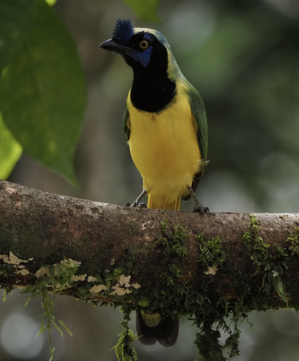 Geai vert (groupe yncas) - ML647861231