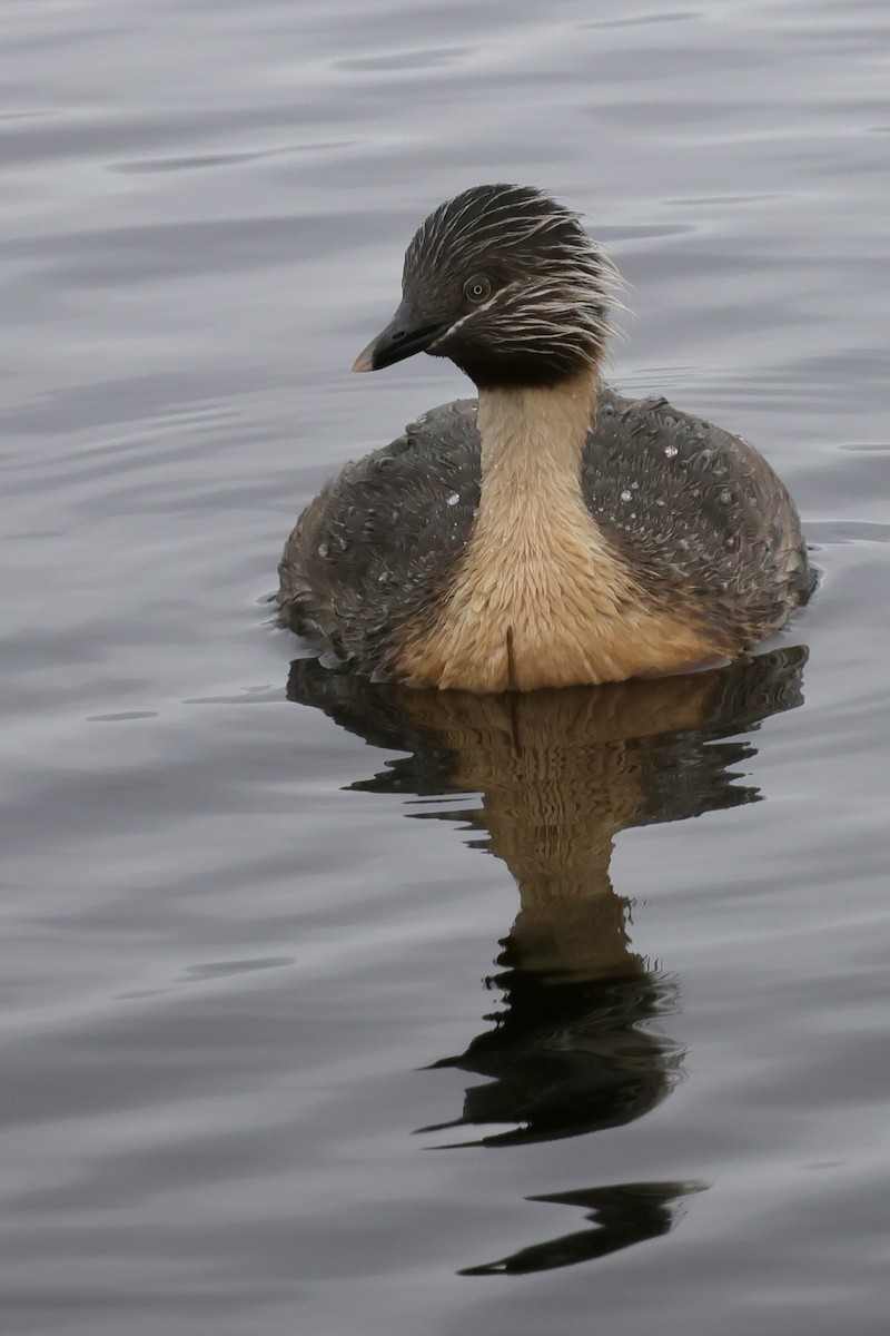 Hoary-headed Grebe - ML647861234