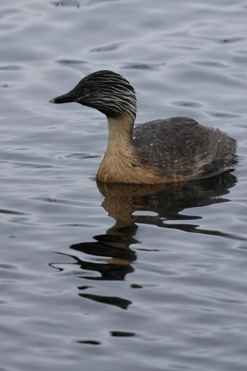 Hoary-headed Grebe - ML647861235