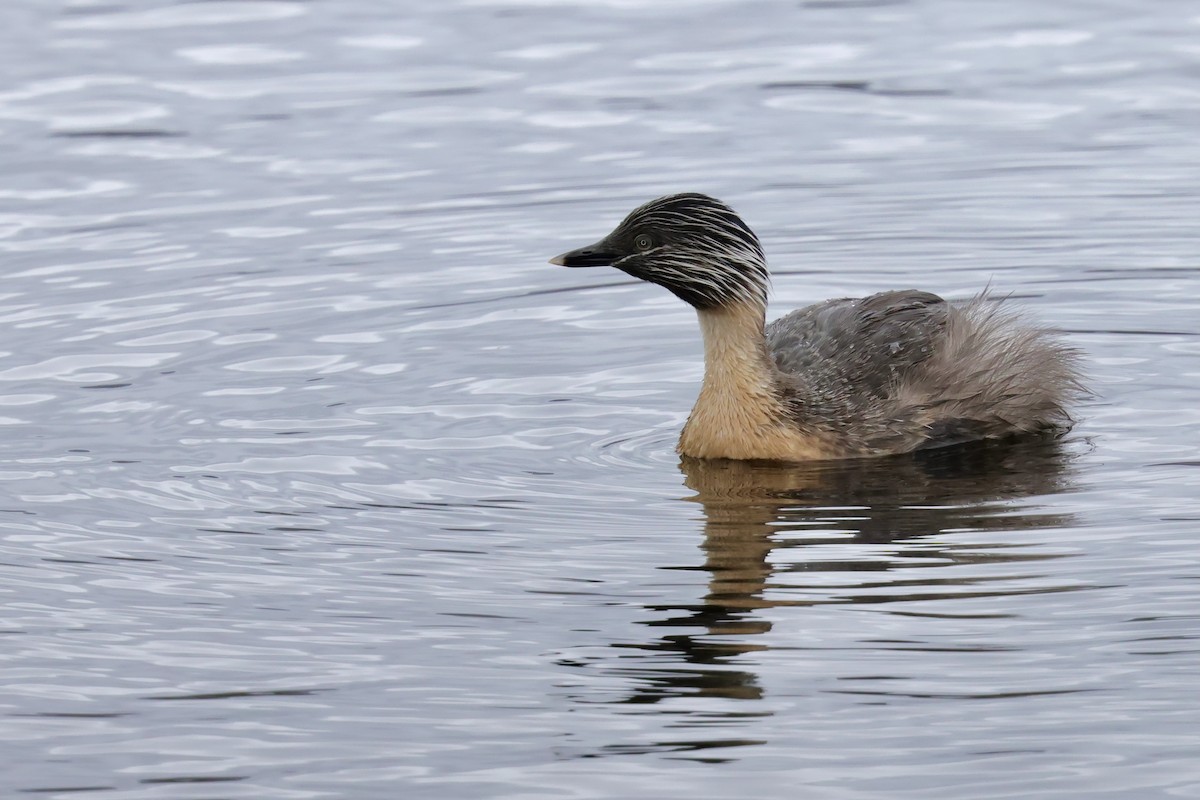 Hoary-headed Grebe - ML647861236