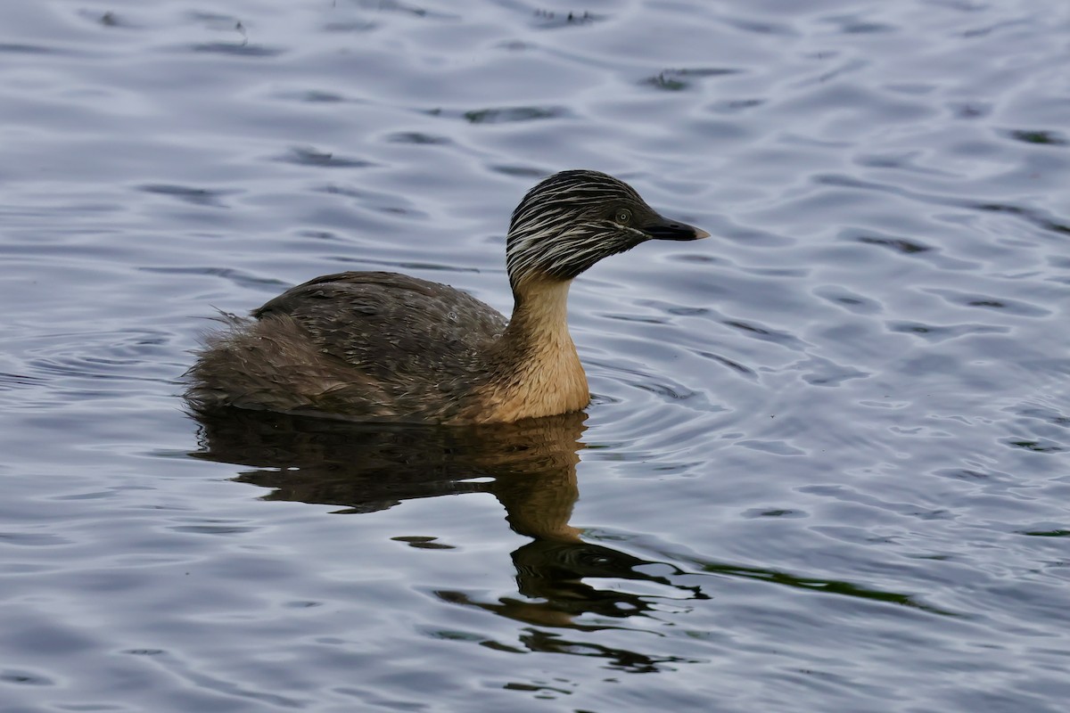Hoary-headed Grebe - ML647861237