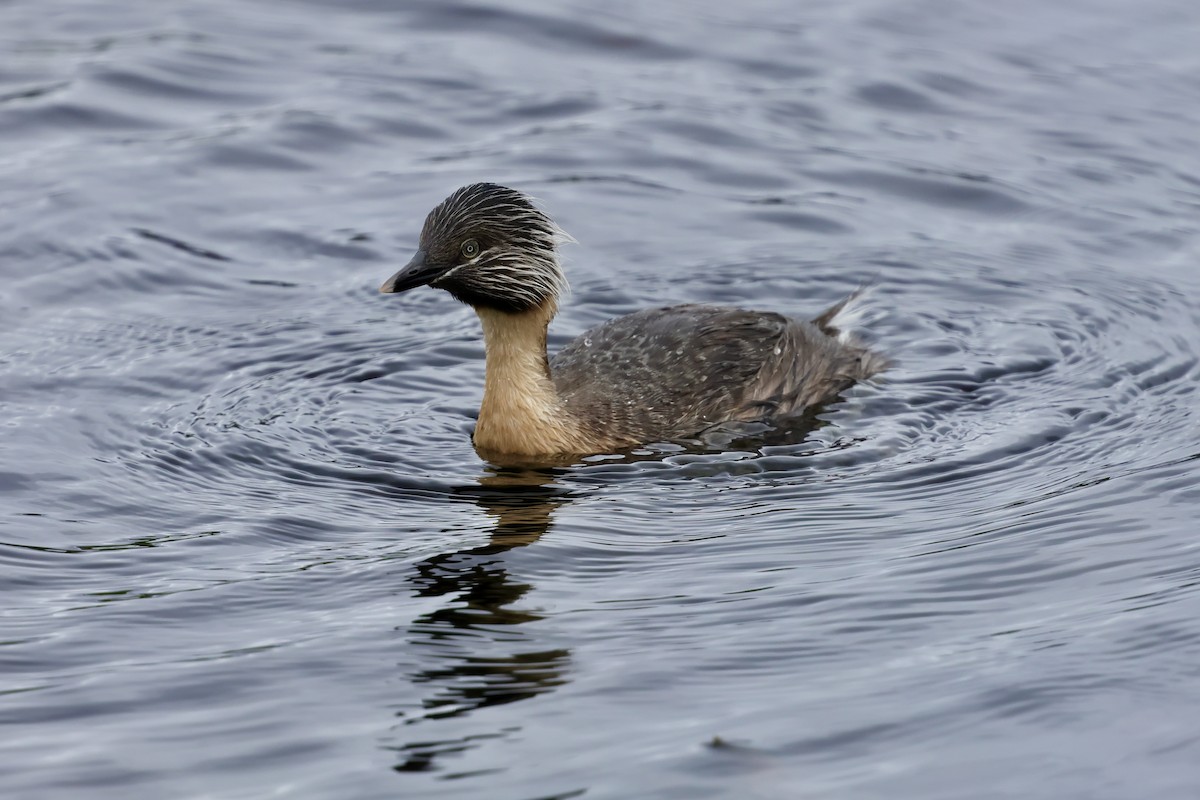 Hoary-headed Grebe - ML647861238