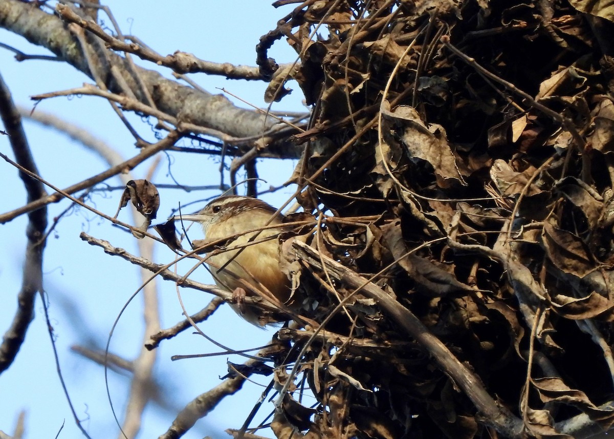 Carolina Wren - ML647861253