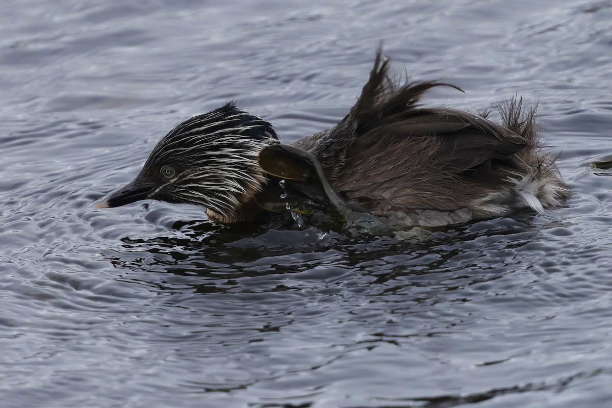 Hoary-headed Grebe - ML647861257