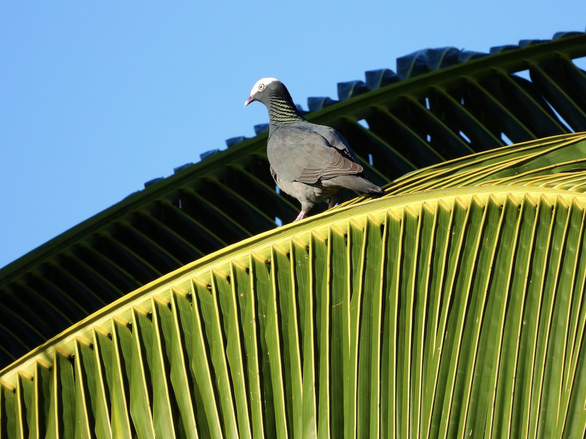 holub antilský - ML647861270