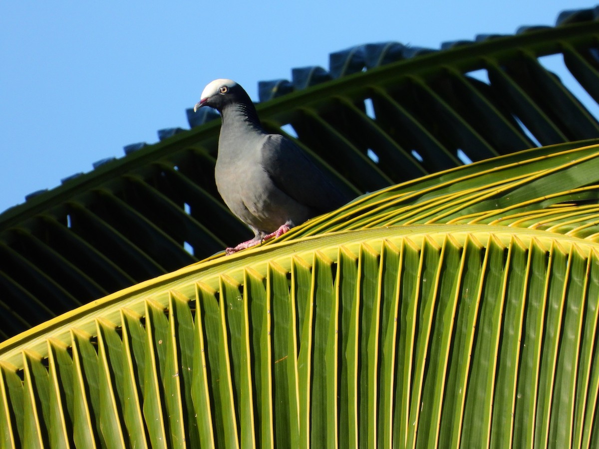 holub antilský - ML647861271