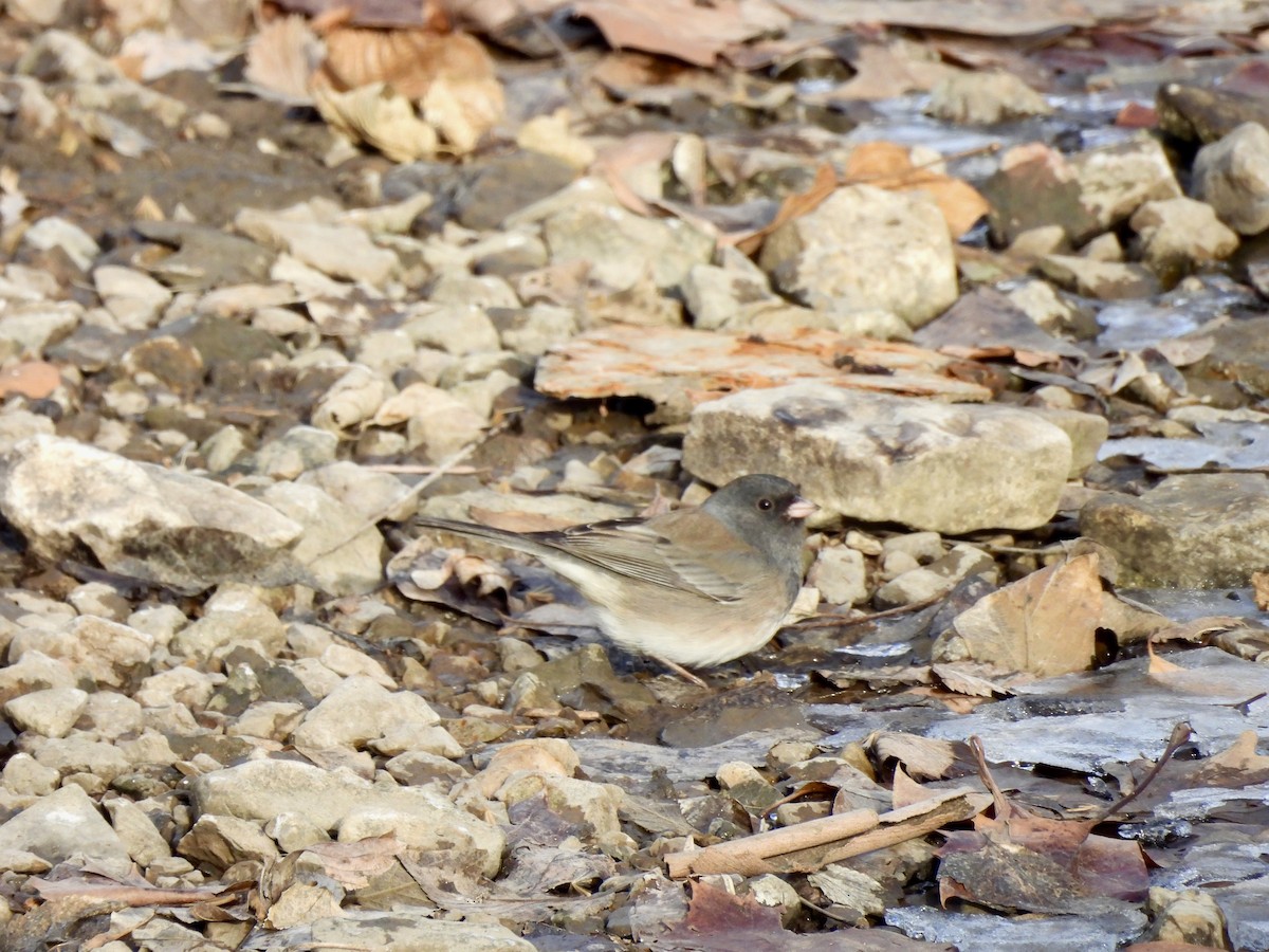 Dark-eyed Junco - ML647861275