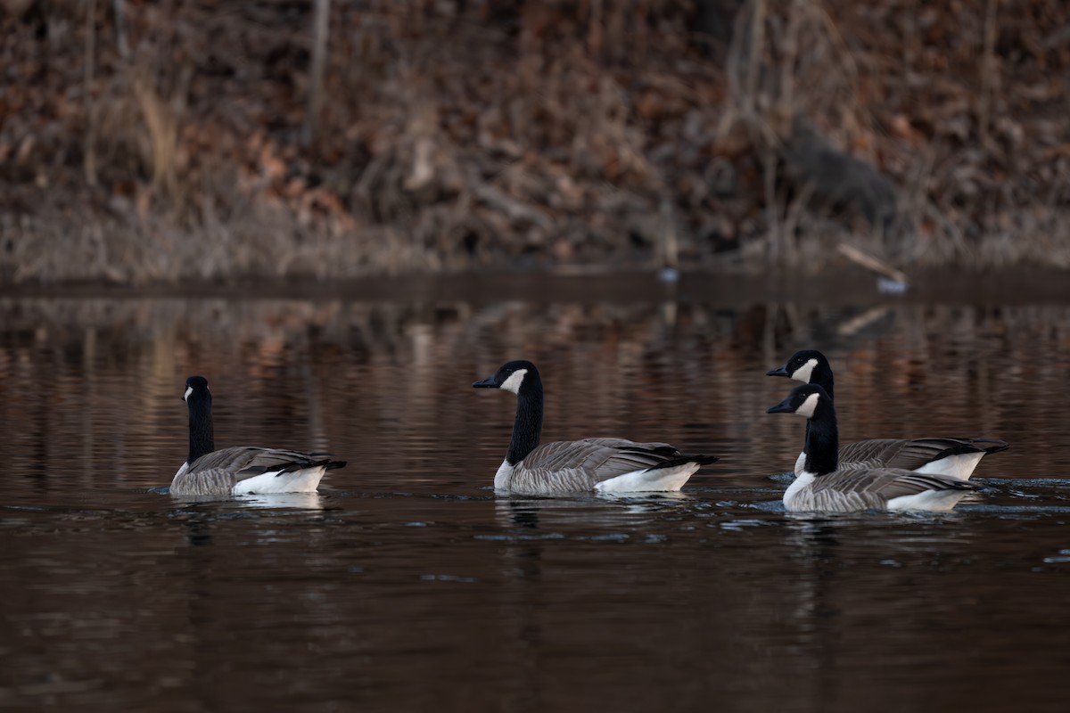 Canada Goose - ML647861276