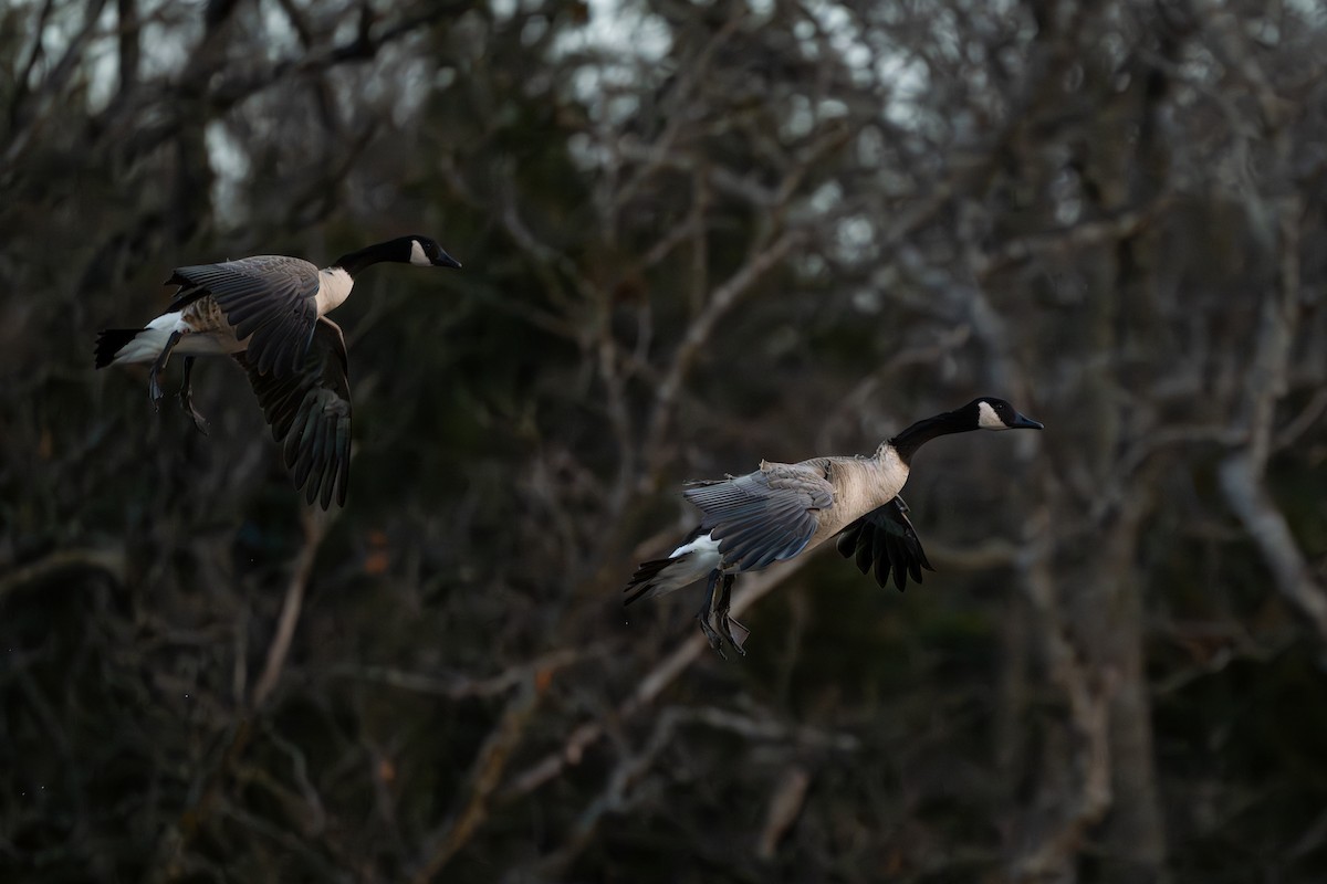 Canada Goose - ML647861277