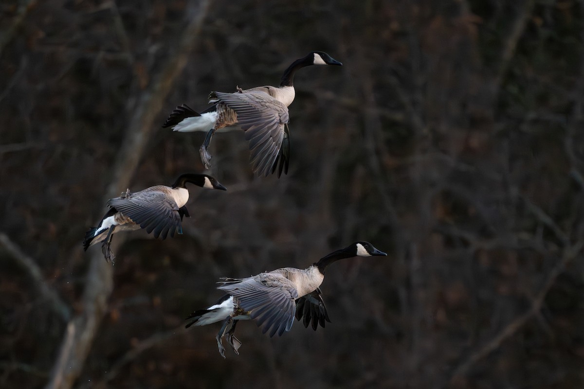 Canada Goose - ML647861278