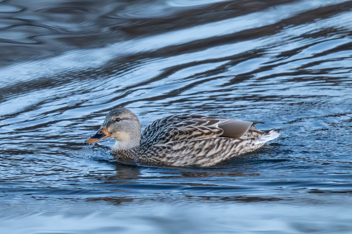 綠頭鴨 - ML647861299