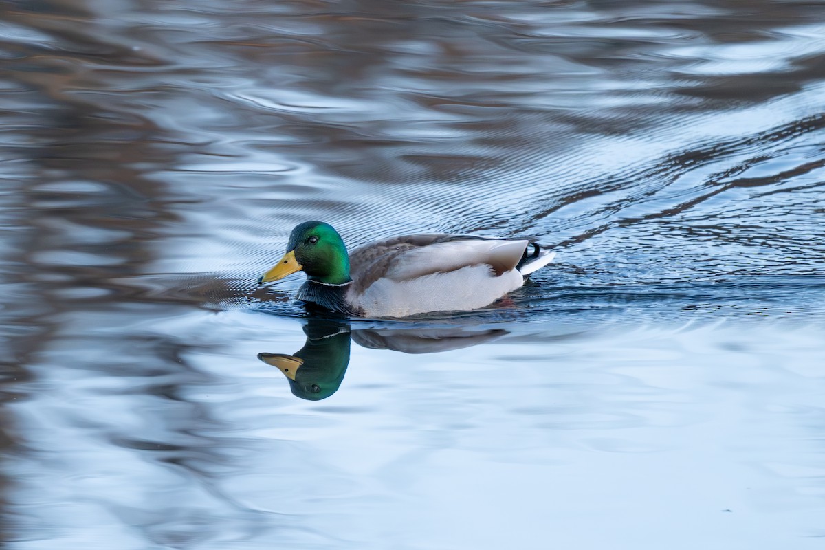 綠頭鴨 - ML647861300