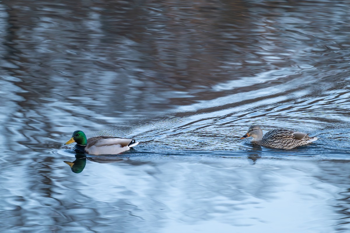 綠頭鴨 - ML647861301