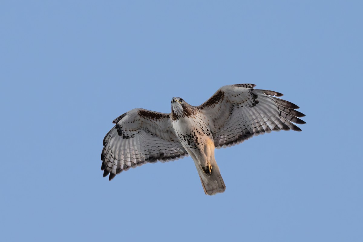 Red-tailed Hawk - ML647861312