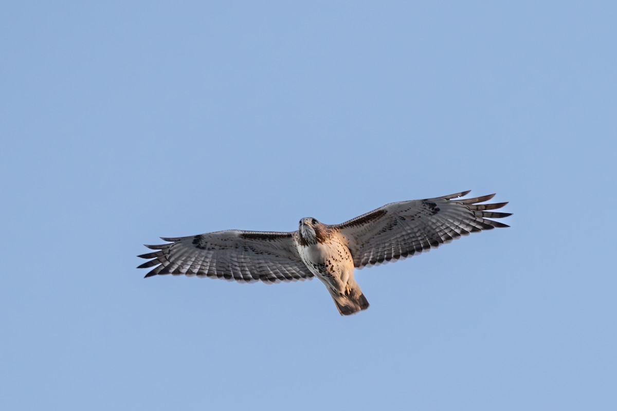 Red-tailed Hawk - ML647861313