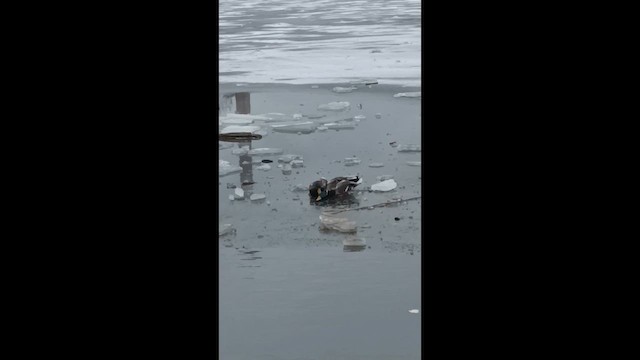 Крижень звичайний - ML647861317