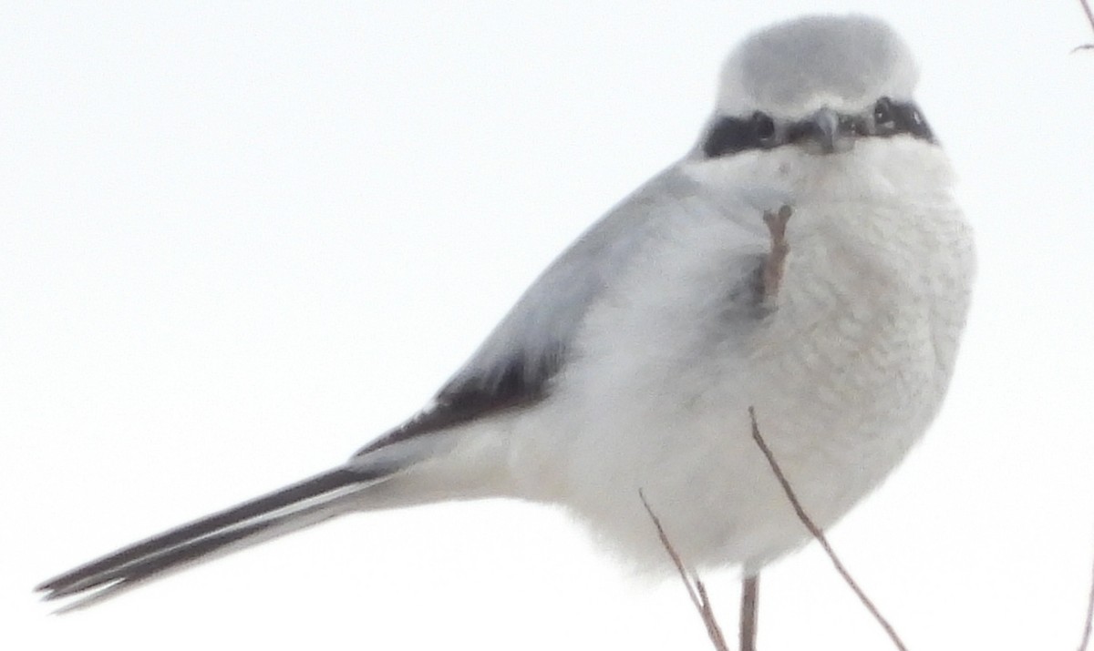 ťuhýk severní - ML647861318