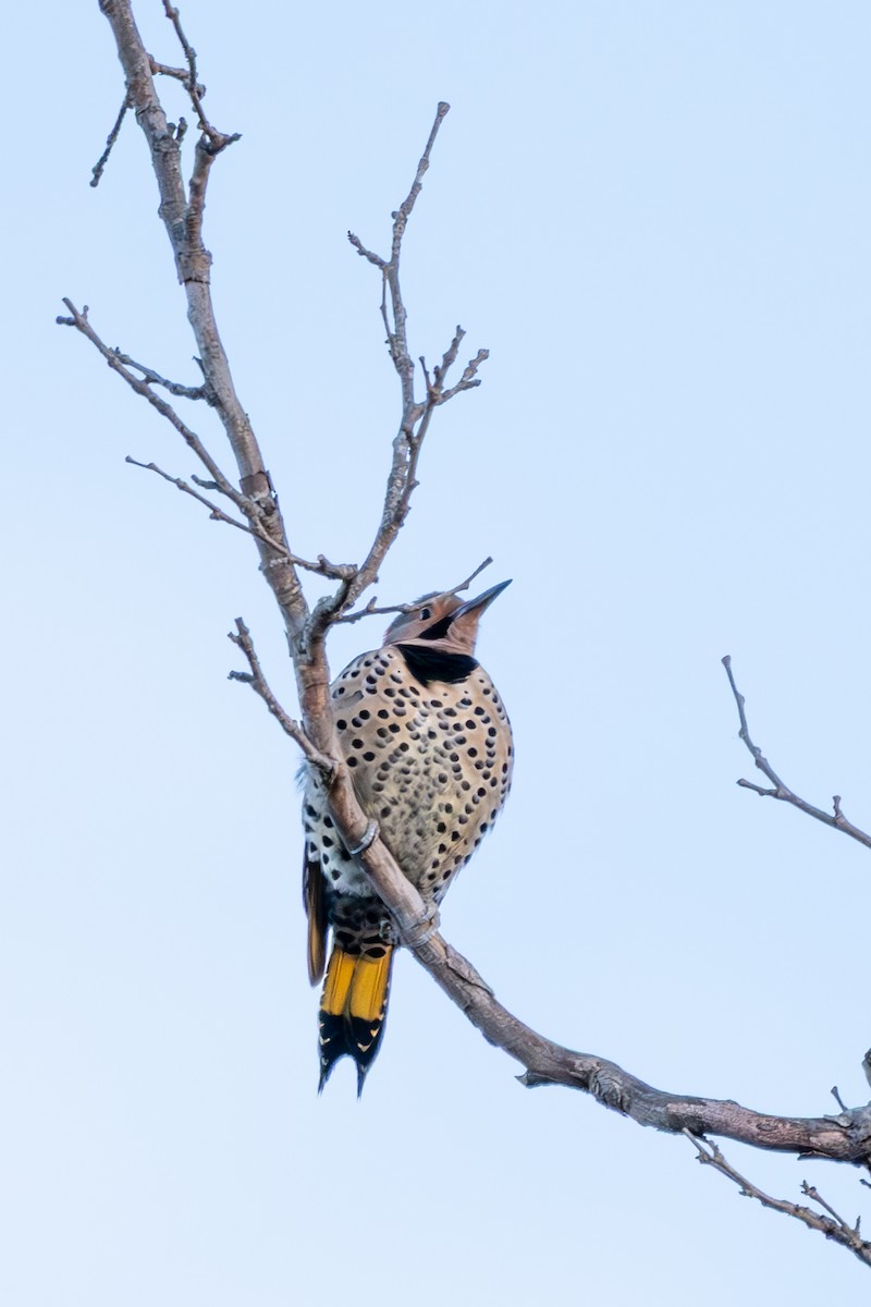 Northern Flicker - ML647861322