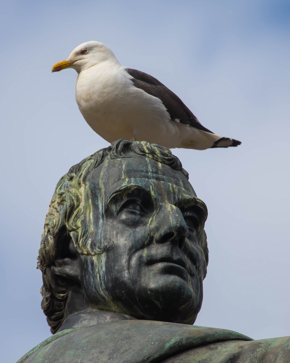 Lesser Black-backed Gull - ML647861324