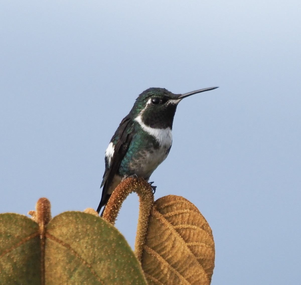 Ak Göbekli Ormanyıldızı - ML647861345