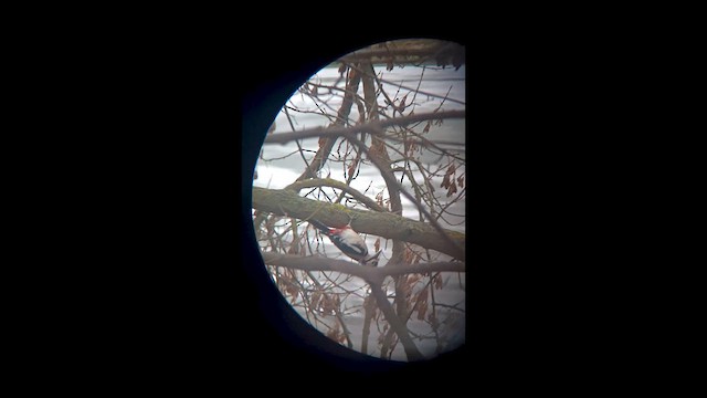 Дятел звичайний - ML647861348