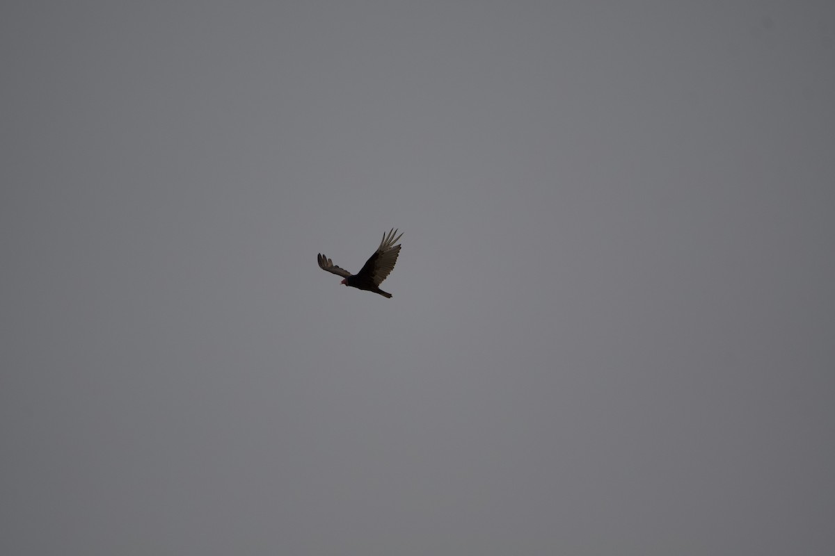 Turkey Vulture - ML647861364