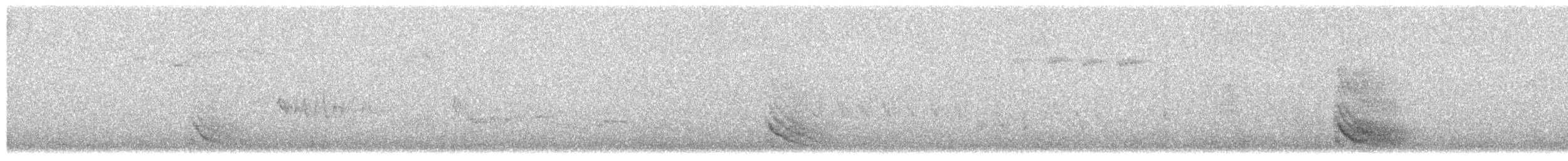 Red-billed Chough - ML647861399