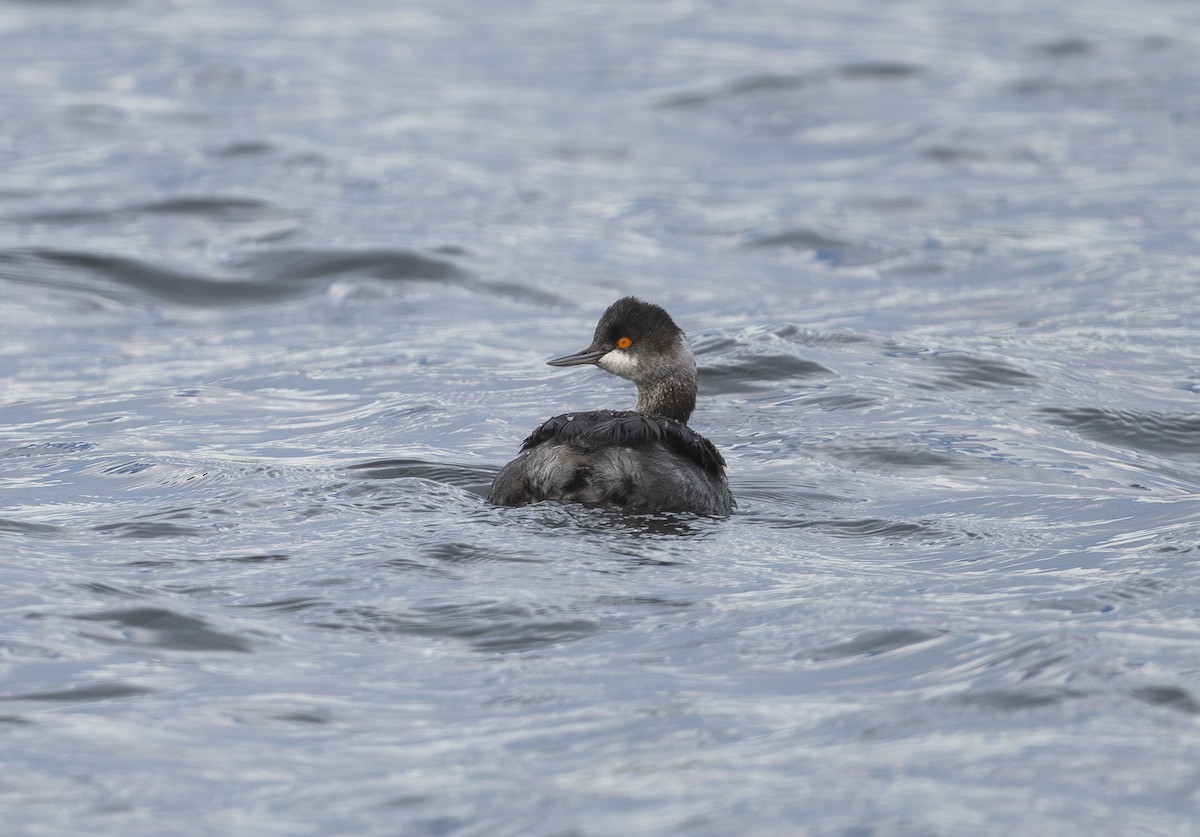 Eared Grebe - ML647861430
