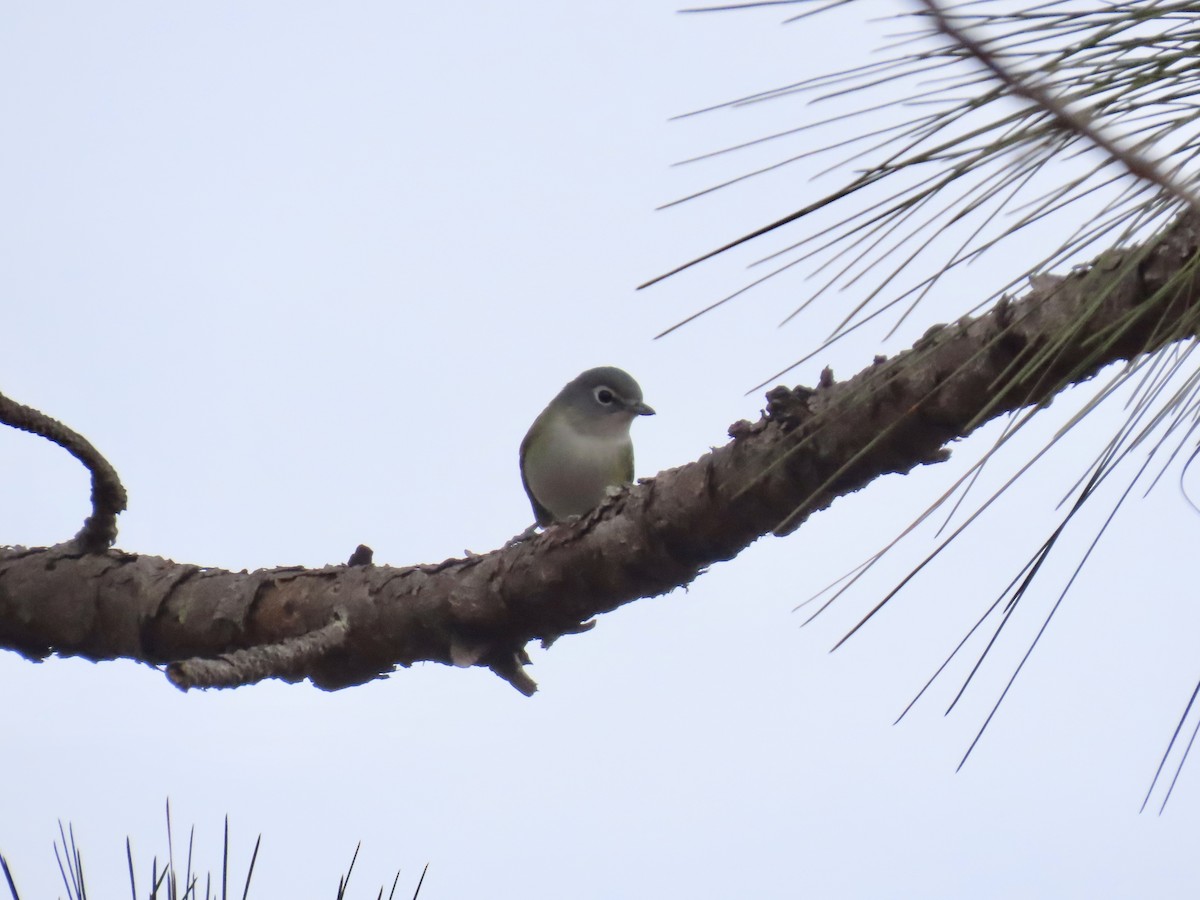 eremittvireo - ML647861444