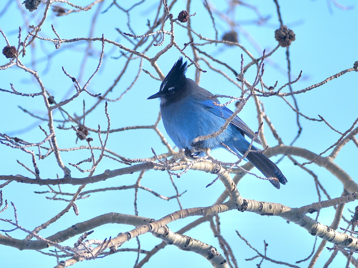 Steller's Jay - ML647861445