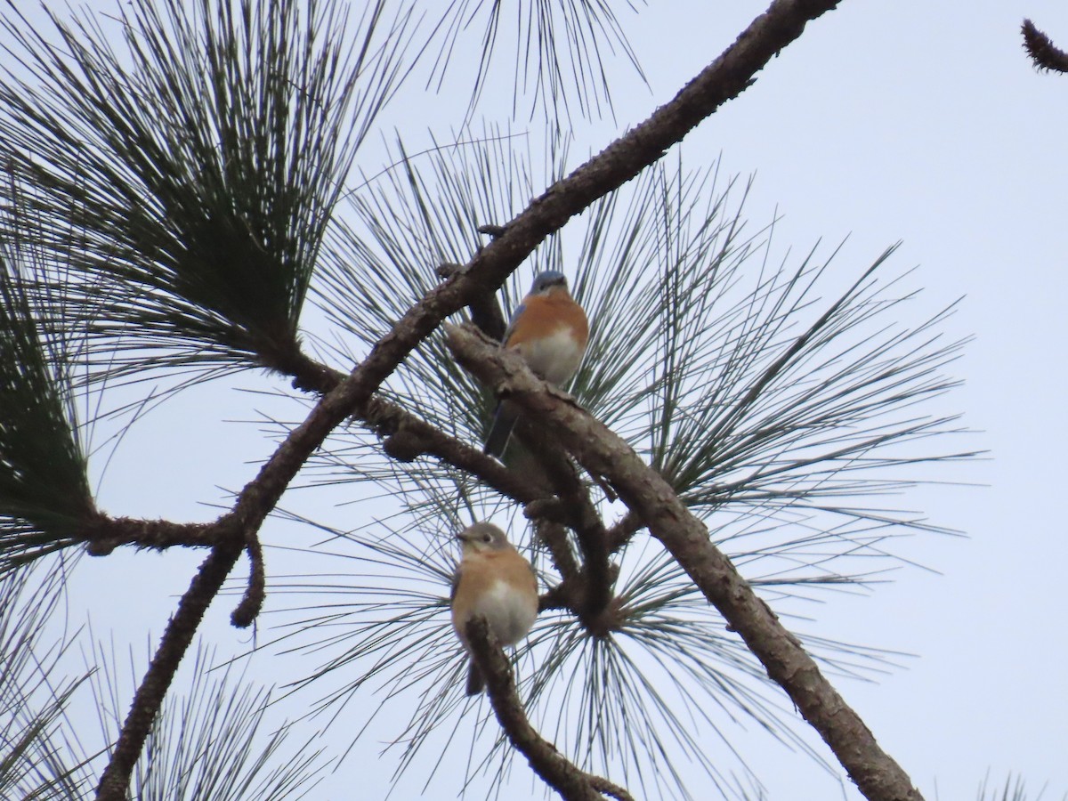 Eastern Bluebird - ML647861449