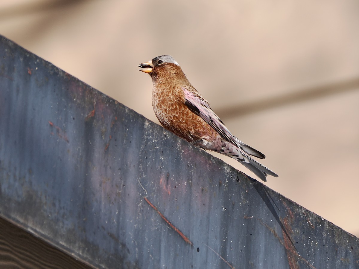 Gray-crowned Rosy-Finch - ML647861490