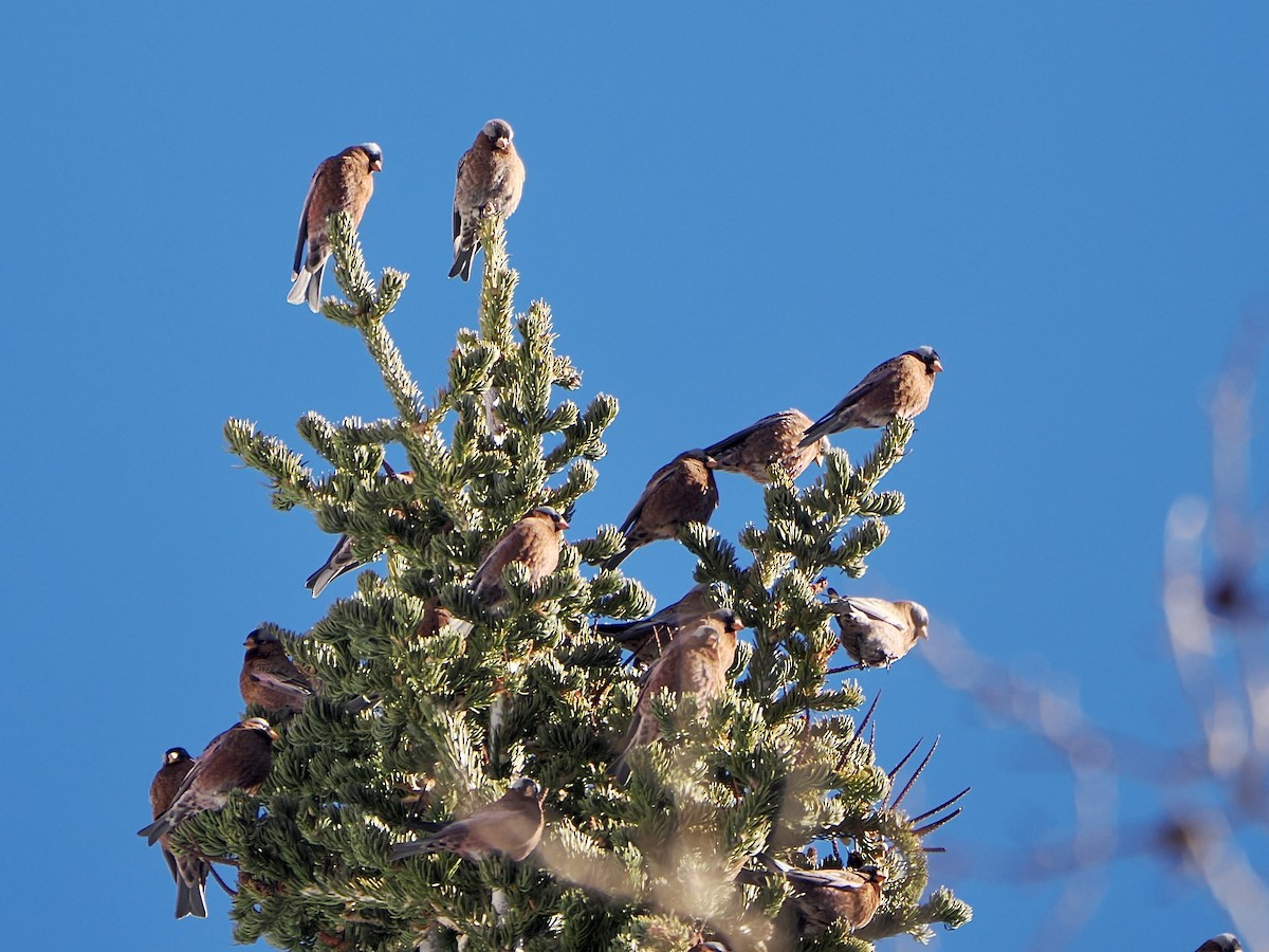 Gray-crowned Rosy-Finch - ML647861494