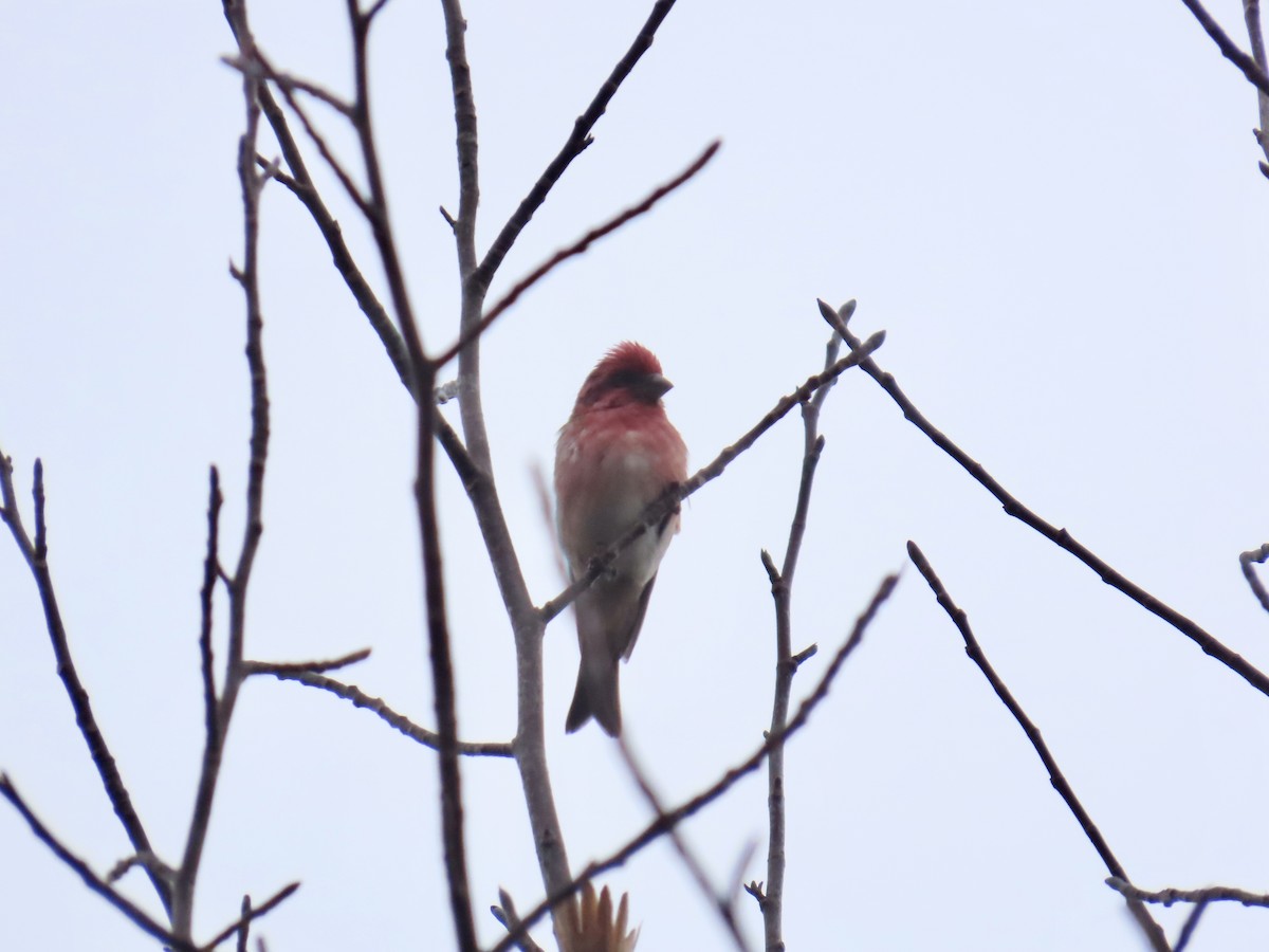 purpurfink - ML647861499