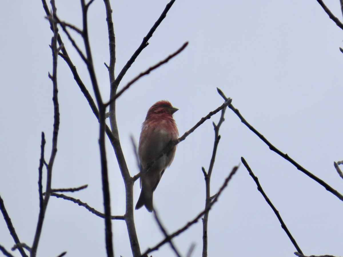 purpurfink - ML647861500